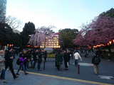 上野公園の桜