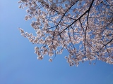 神奈川の桜