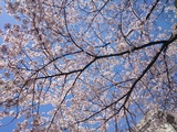 神奈川の桜