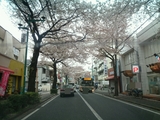 練馬区の桜並木