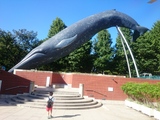 国立科学博物館の鯨の象