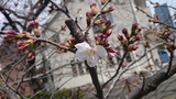 二ヶ領用水の桜