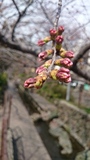 二ヶ領用水の桜