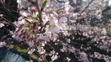 二ヶ領用水の桜