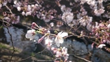 二ヶ領用水の桜