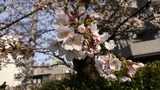 二ヶ領用水の桜