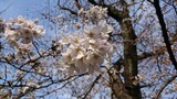 二ヶ領用水の桜