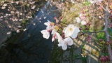 二ヶ領用水の桜