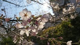 二ヶ領用水の桜