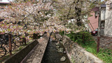 二ヶ領用水の桜