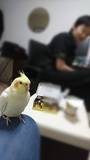 akynとオカメインコ