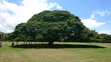 モアナルアガーデンの日立の樹