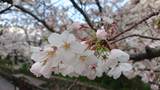 二ヶ領用水の桜