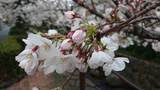 二ヶ領用水の桜