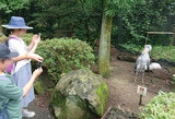 伊豆シャボテン動物公園のハシビロコウ