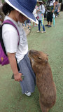 伊豆シャボテン動物公園のカピバラ