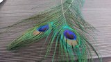 伊豆シャボテン動物公園の孔雀の羽