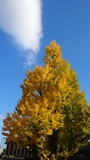 上野駅公園口のイチョウ