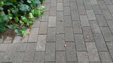 街路樹のどんぐり